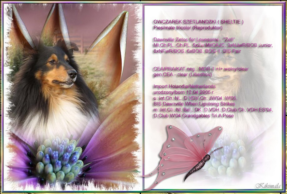 Lovesome Sheltie - ZEFI
